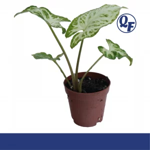 Syngonium Glo-Go for sale deep green arrowhead leaves luminous glowing white veins terrarium paludarium aquaponic plant