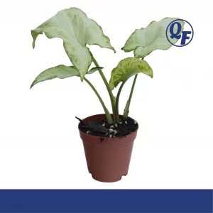 Syngonium Holly for sale silvery white leaves deep green border framing arrowhead vine terrarium paludarium aquaponic plant