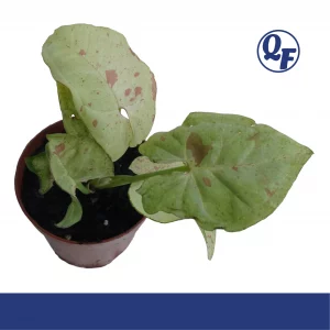 Syngonium Milk Confetti for sale pink white confetti speckled milky green arrowhead leaves terrarium paludarium aquaponic plant