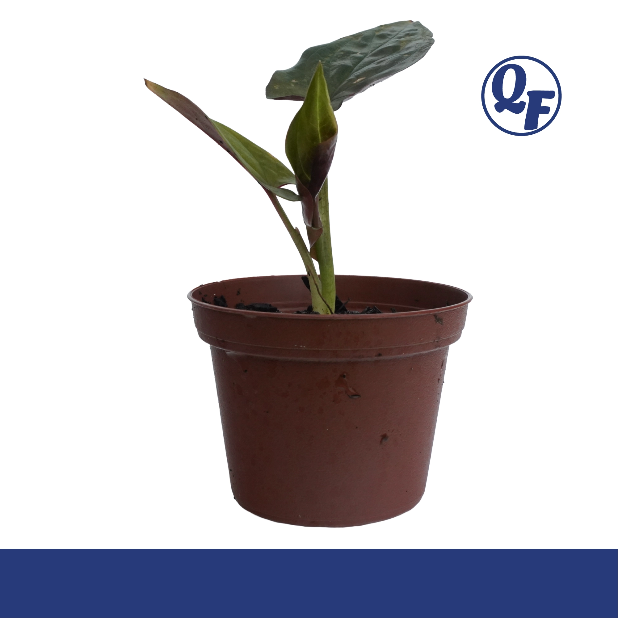 Syngonium Red Arrow - Image 2