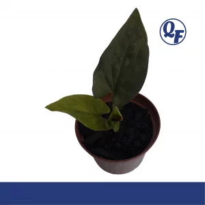 Syngonium Red Arrow for sale Syngonium erythrophyllum velvety dark green burgundy red undersides terrarium paludarium aquaponic plant