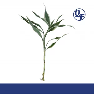 Variegated Lucky Bamboo for sale Dracaena sanderiana white striped leaves aquarium paludarium bare root