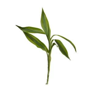 Dracaena variagatus for sale gold variegated Lucky Bamboo yellow gold striped leaves aquarium paludarium bare root