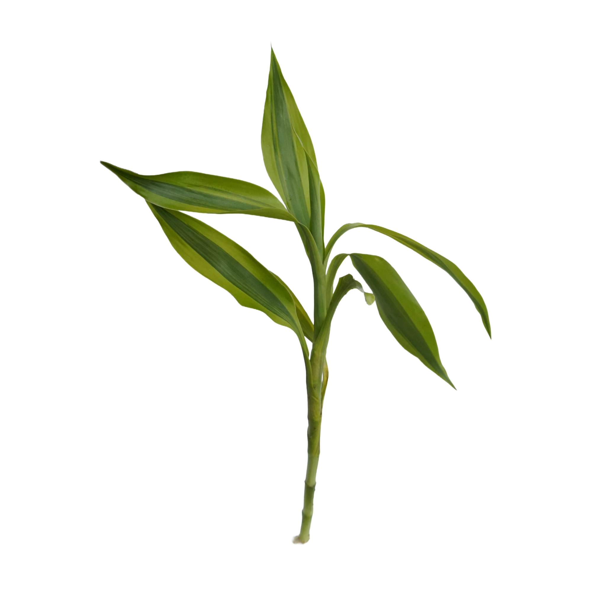 Dracaena variagatus for sale gold variegated Lucky Bamboo yellow gold striped leaves aquarium paludarium bare root