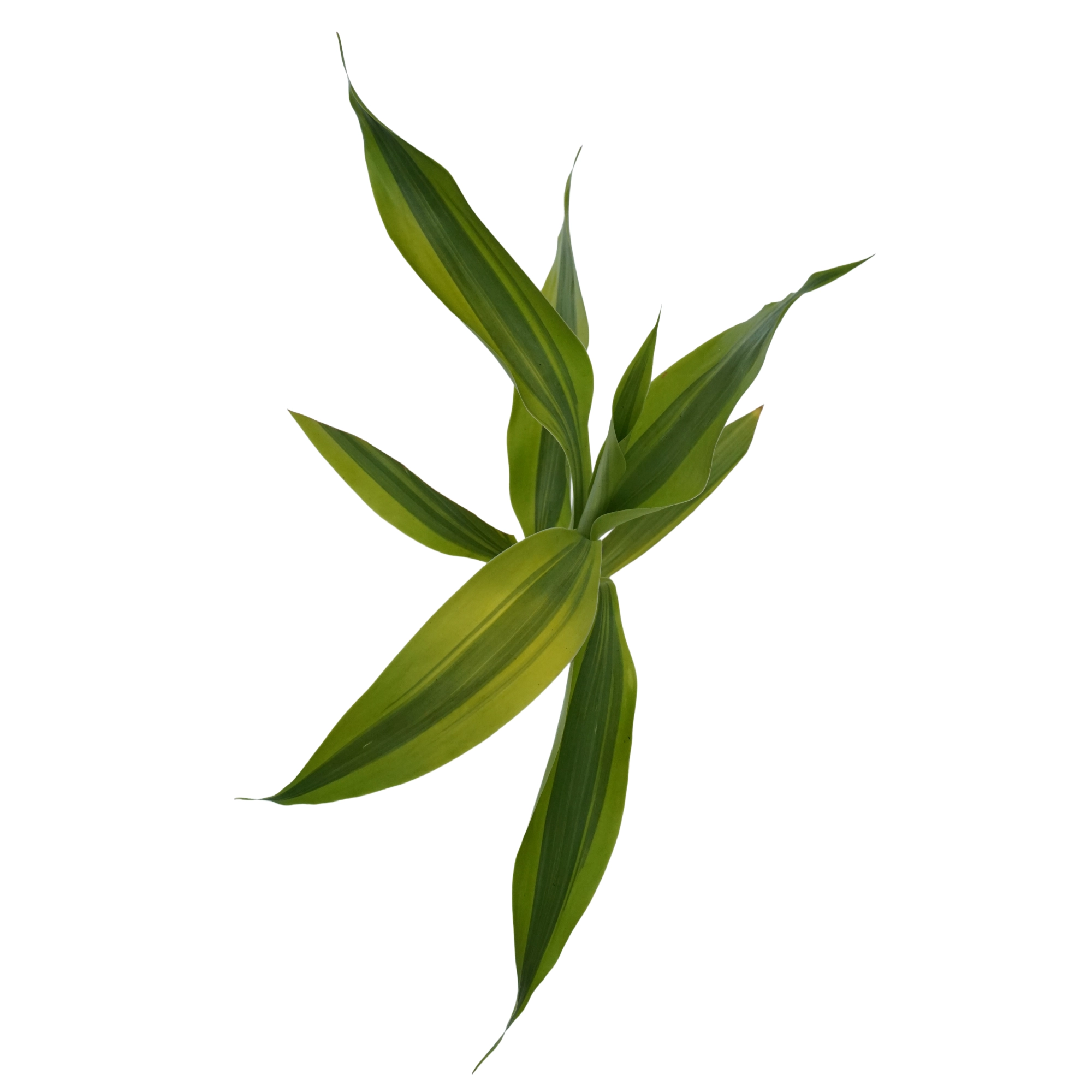 Dracaena variagatus (Gold Variegated Lucky Bamboo) - Image 2