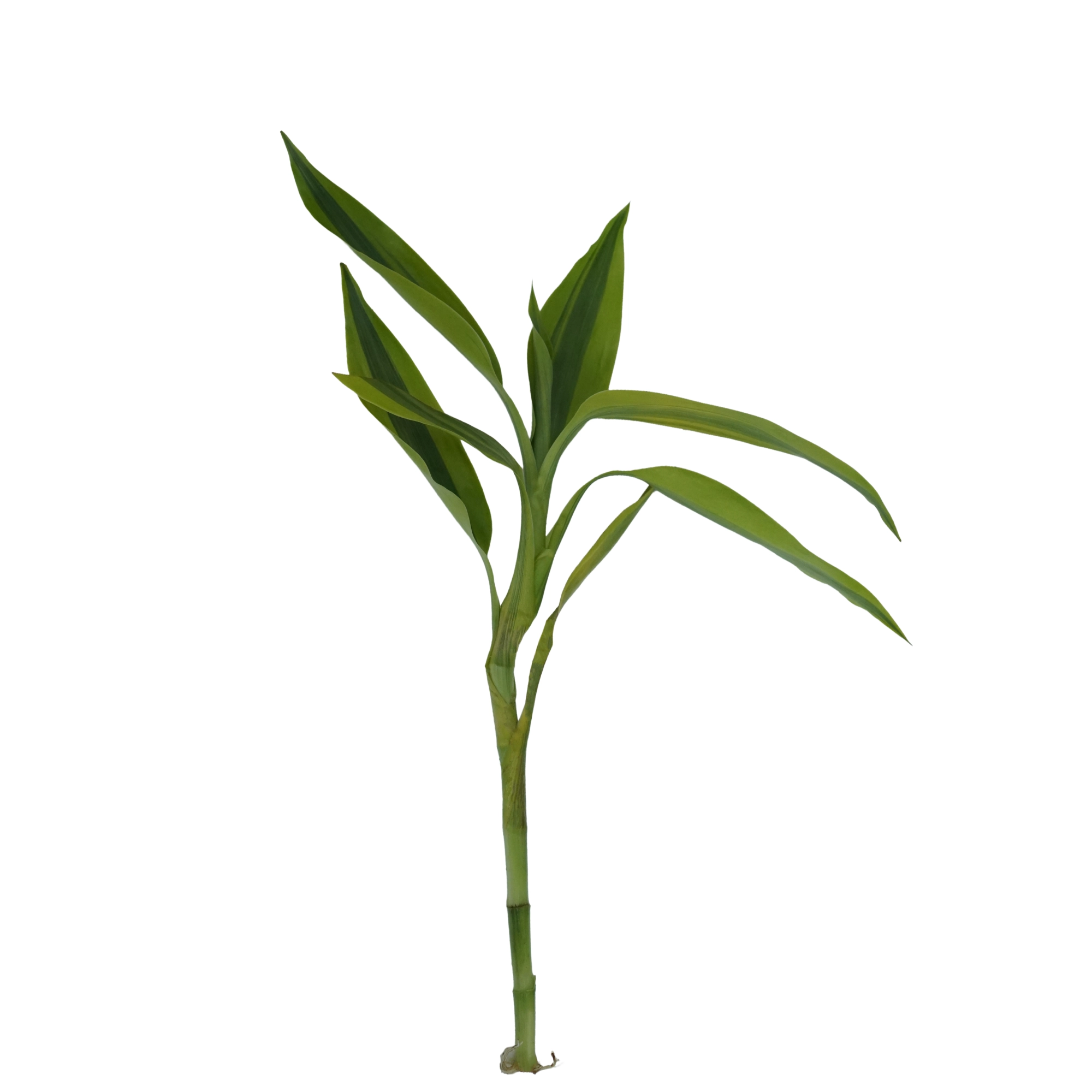 Dracaena variagatus (Gold Variegated Lucky Bamboo) - Image 3