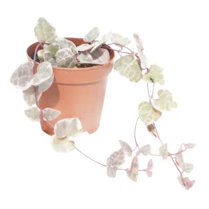 String of Variegated Hearts for sale Ceropegia woodii Variegata green cream pink tri-color heart leaves trailing collector plant 2 inch 3 inch pot