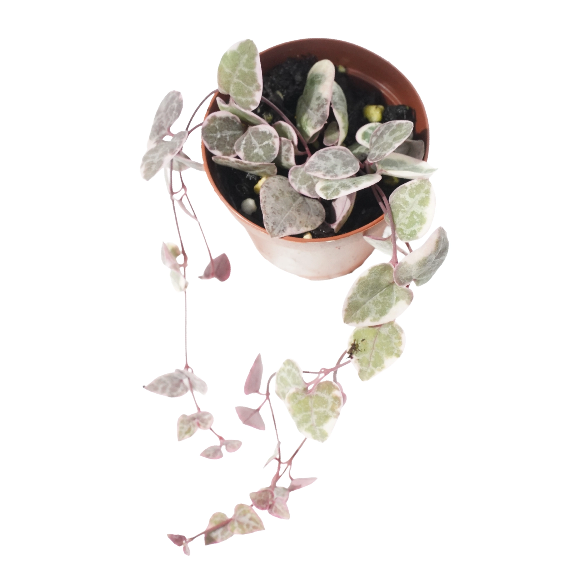 String of Variegated Hearts - Image 2