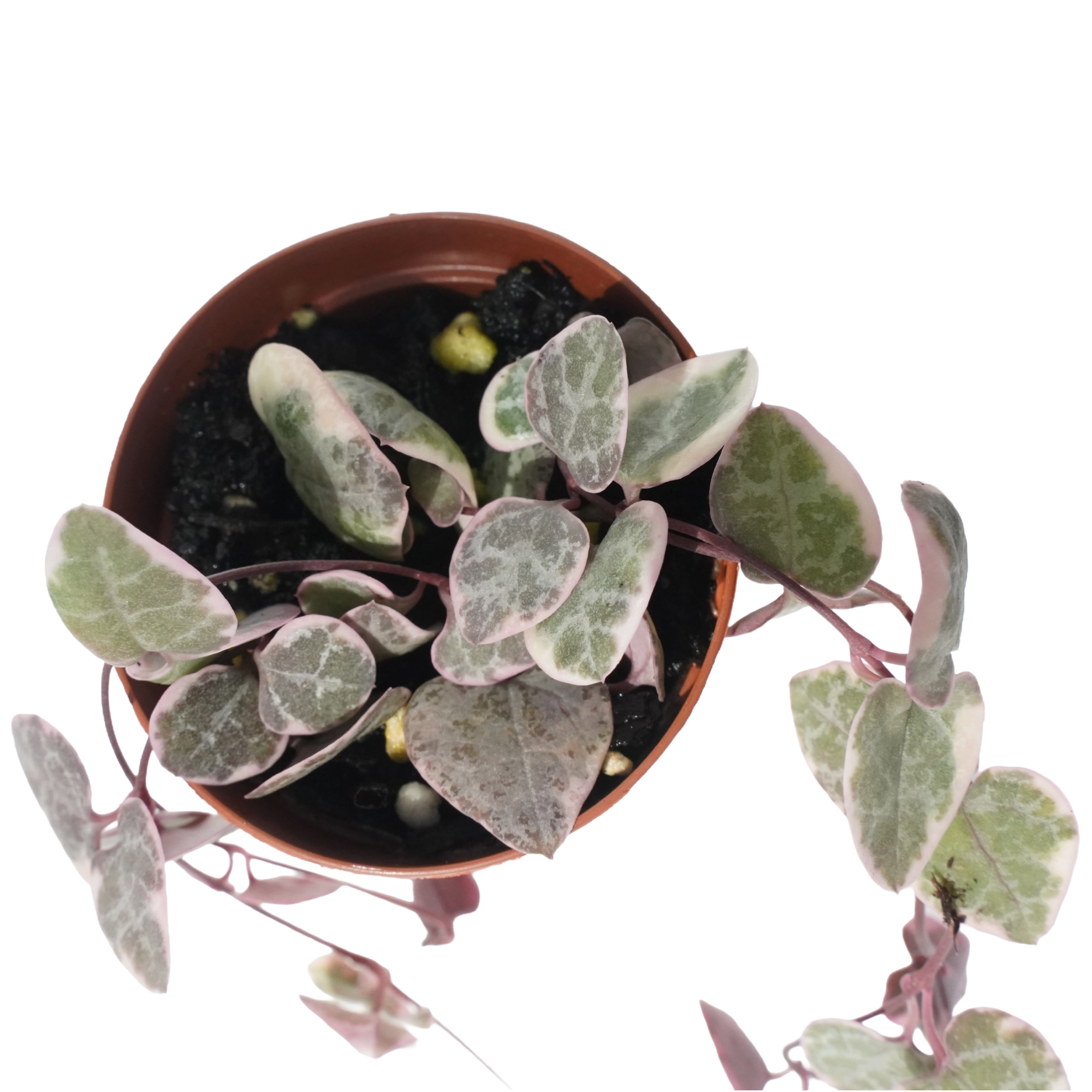 String of Variegated Hearts - Image 3